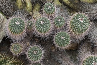 Cacti (Mammillaria compressa)
