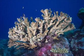 Pore Coral (Montipora malampaya)