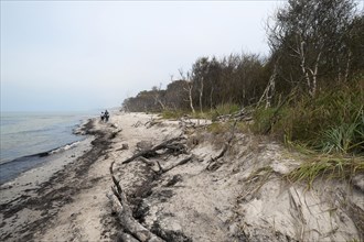 Darsser West beach with forest and wind-bent trees