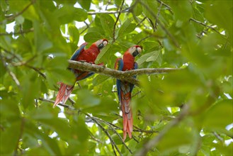 Scarlet Macaws (Ara macao) perched on an Indian Almond tree (Terminalia catappa)