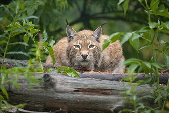 Eurasian lynx (Lynx lynx) lying in wait