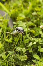 Grass snake (Natrix Natrix)