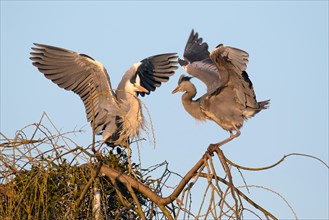 Adult grey heron (Ardea cinerea) threatens young grey heron on its nest