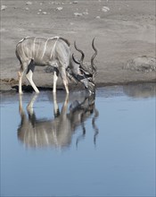 Greater Kudu (Tragelaphus strepsiceros) drinking at a waterhole with reflection in water