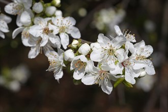 Wild or sweet cherry (Prunus avium) flowers