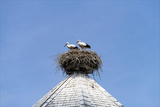 Young White storks (Ciconia ciconia) in the nest on the roof of a water tower in the village Ruhstadt