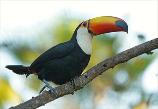 Toco toucan (Ramphastos toco) on a branch