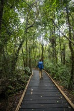 Young man on hiking trail in Kauri Forest