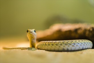 Namib Sand Snake (Psammophis namibensis)