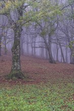 Autumn in the forest with fog