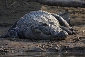 Mugger crocodile (Crocodylus palustris) on the banks of the East Rapti River in Chitwan National Park