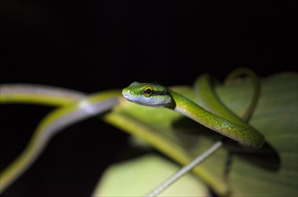 Lora or Parrot Snake (Leptophis ahaetulla)