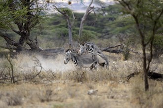 Grevy's Zebras (Equus grevyi) mating