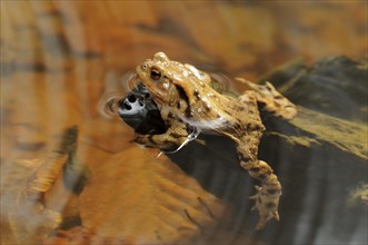 Common Toad (Bufo bufo) during the spring migration in the water