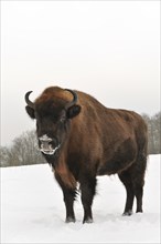 Bison (Bison bonasus) in the snow