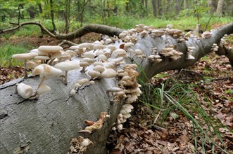 Porcelain fungus (Oudemansiella mucida) on beech deadwood (Fagus sylvatica) in Darsser Forest