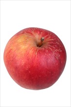 Apple variety Bishop's Mitre