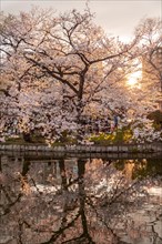 Cherry blossoms at Shinobazu pond in Ueno Park