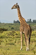 Giraffe (Giraffa camelopardalis)