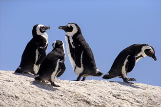 African Penguins (Spheniscus demersus) on rocks