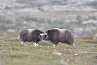 Musk oxen (Ovibos moschatus) pups on the fjell