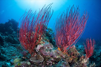 Red Sea Whip (Ellisella ceratophyta)