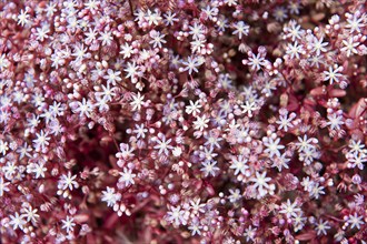 Sky Stone-crop (Sedum caeruleum)