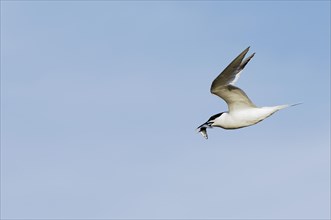 Sandwich Tern (Sterna sandvicensis)