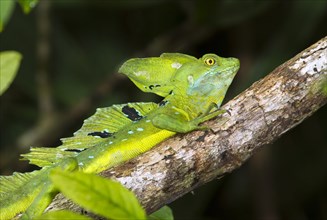 Plumed or Green Basilisk (Basiliscus plumifrons) in a tree