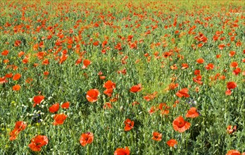 Meadow with many wild red poppies