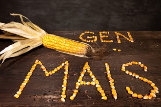 Corn cob with the lettering 'Gen Mais'