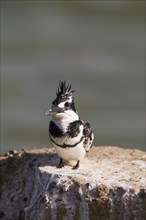 Pied Kingfisher (Ceryle rudis) sitting on wall