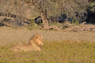 Lion (Panthera leo)