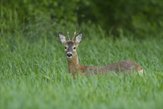 Roe deer (Capreolus capreolus) in grain field