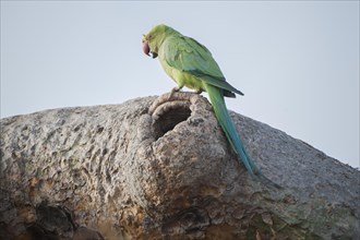 Rose-ringed parakeet (Psittacula krameri manillensis) by a hole in a tree