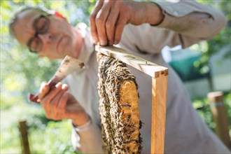 Beekeeper examines a honeycomb with honey bees (Apis) at his stock