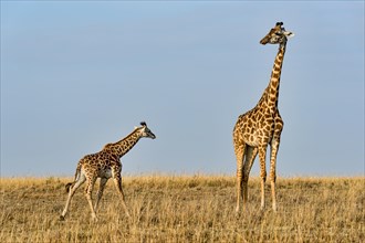 Giraffes (Giraffa camelopardalis)