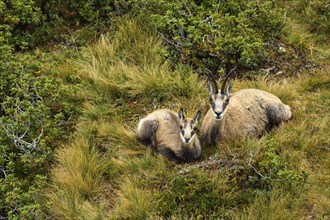 Chamois (Rupicapra rupicapra)