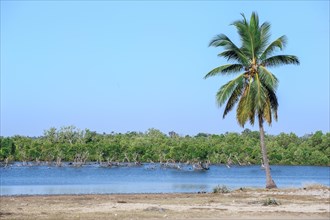 Palm tree in front of the Morondava river
