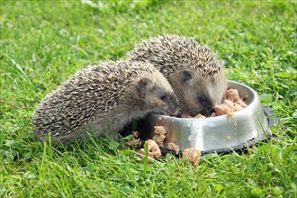 Hedgehog (Erinaceus europaeus)