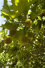 American Sycamore or American Plane Tree (Platanus occidentalis) with fruits