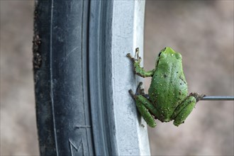 European Tree Frog (Hyla arborea) sitting on the spoke of a bicycle