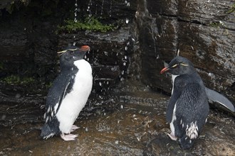 Rockhopper penguins (Eudyptes chrysocome) under a fresh water shower