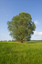 Solitary crack willow (Salix fragilis)