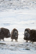 Four male musk oxen (Ovibos moschatus)
