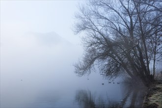 Morning fog on Mondsee Lake