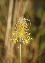 Small Yellow Onion (Allium flavum)