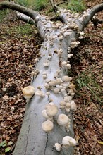 Porcelain fungus (Oudemansiella mucida) on beech deadwood (Fagus sylvatica) in Darsser Forest
