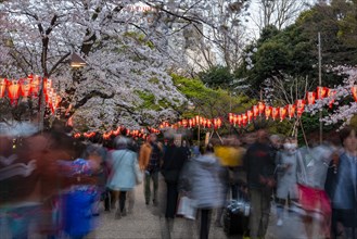 Crowd under glowing lanterns in blossoming cherry trees at Hanami Festival in Spring