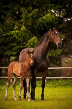 Brown mare and foal